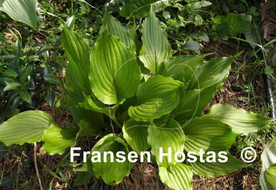 Hosta Stirfry
