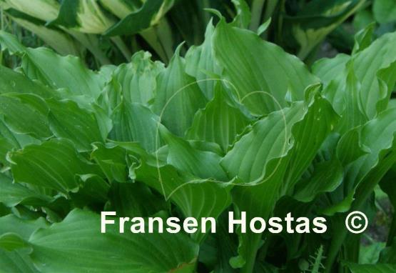 Hosta Stirfry