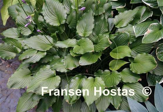 Hosta Stirfry