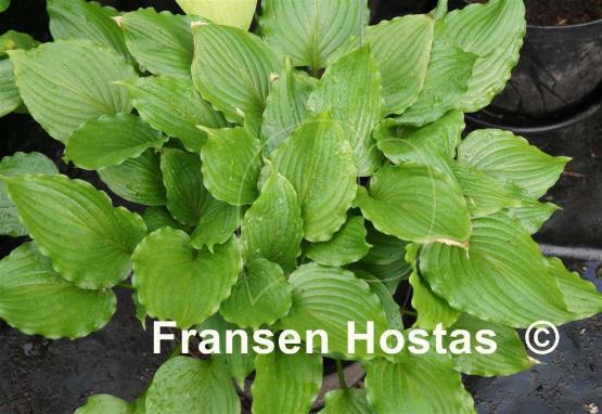 Hosta Stirfry