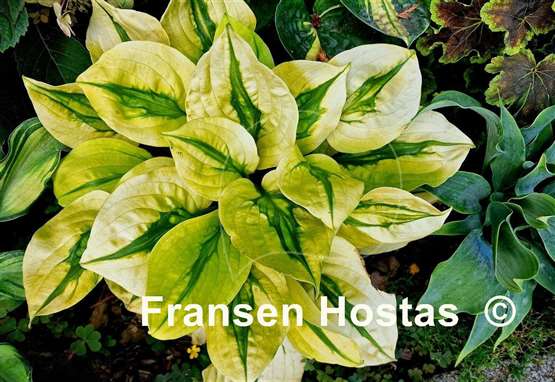 Hosta Stitch Genes