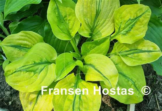 Hosta Stitch Genes