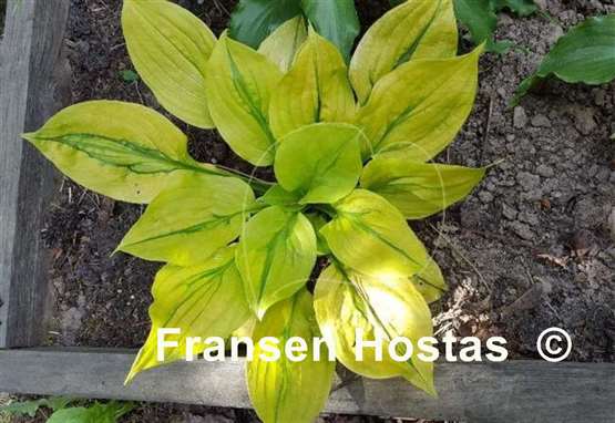 Hosta Stitch Genes
