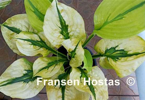 Hosta Stitch Genes