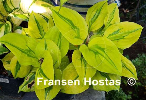 Hosta Stitch Genes