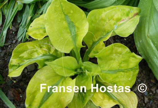 Hosta Stitch in Time
