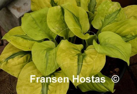 Hosta Stitch in Time