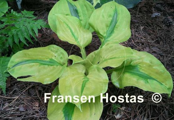 Hosta Stitch in Time