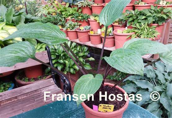 Hosta Stolen Ability