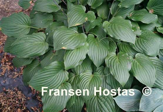 Hosta Stolen Ability
