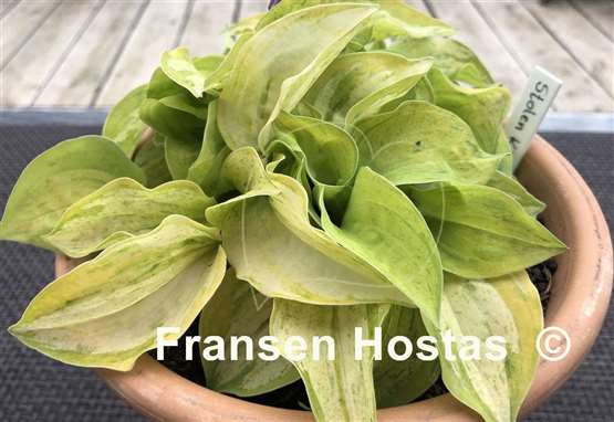Hosta Stolen Kiss