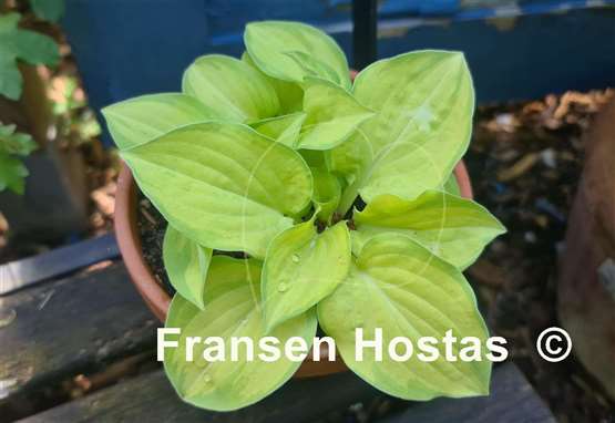 Hosta Stolen Kiss