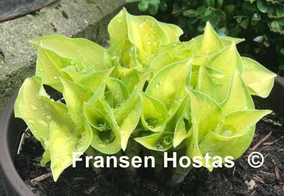 Hosta Stolen Kiss