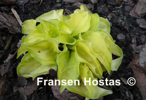 Hosta Stolen Kiss