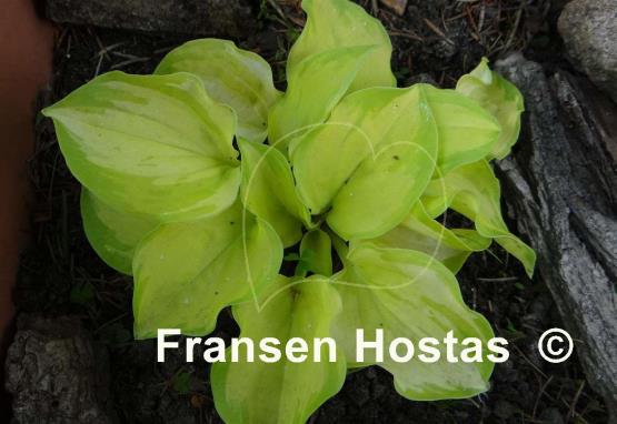 Hosta Stolen Kiss