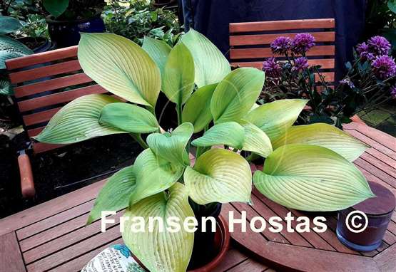 Hosta Straight Flush