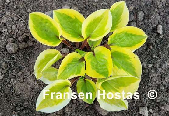 Hosta Stranded on a Sandbar