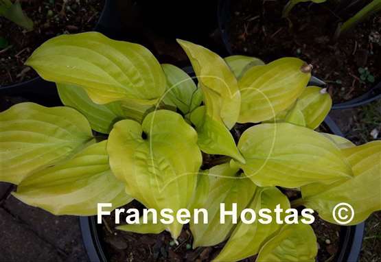 Hosta Strawberry Banana Smoothie