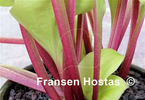 Hosta Strawberry Banana Smoothie