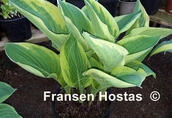 Hosta Strawberry Surprise