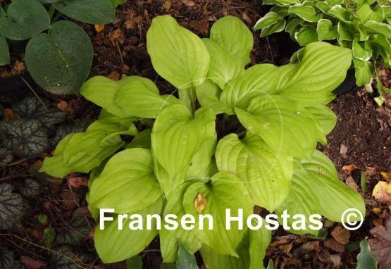 Hosta Strawberry Banana Smoothie