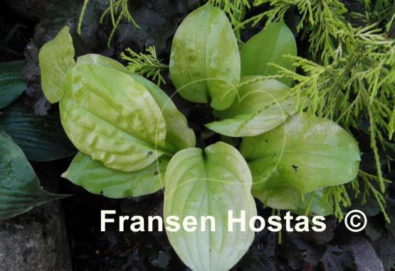 Hosta Strawberry Banana Smoothie