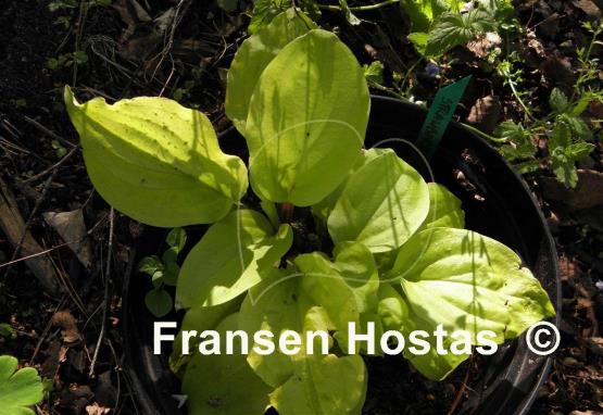 Hosta Strawberry Banana Smoothie
