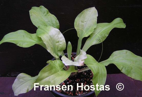 Hosta Strawberry Banana Smoothie
