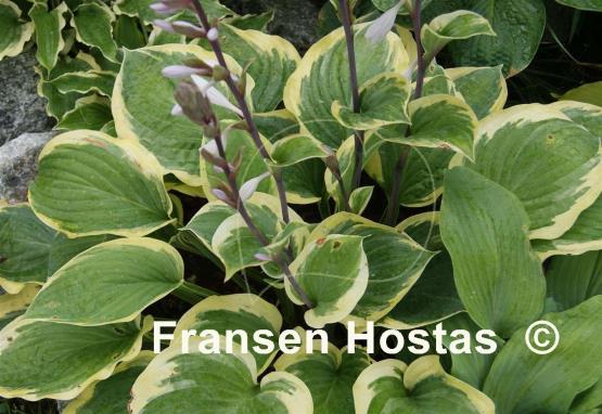 Hosta Strawberry Surprise