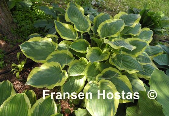 Hosta Strawberry Surprise
