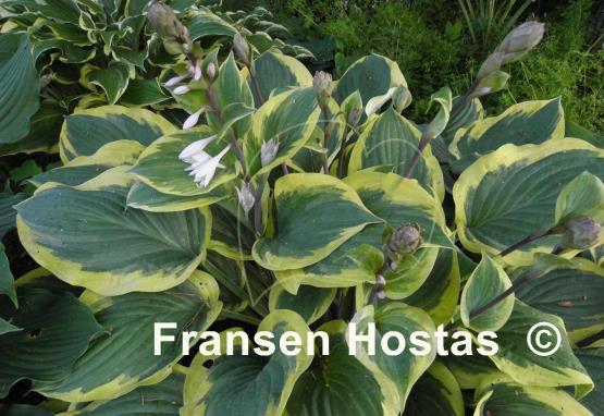 Hosta Strawberry Surprise