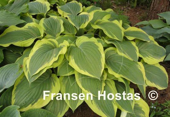 Hosta Strawberry Surprise