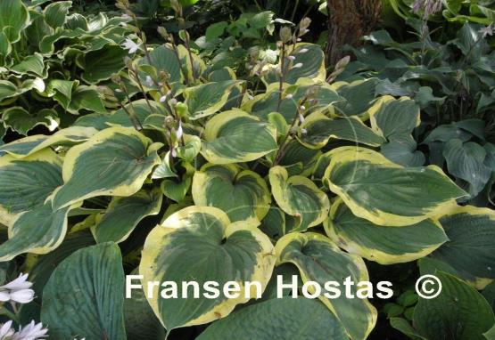 Hosta Strawberry Surprise