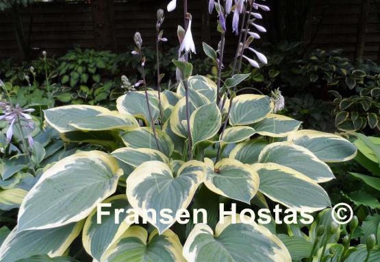 Hosta Strawberry Surprise