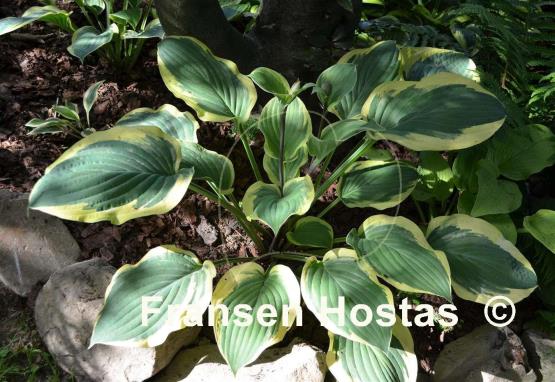 Hosta Strawberry Surprise