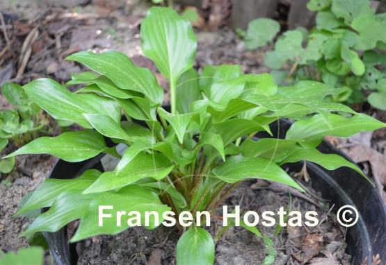 Hosta Strawberry Yogurt