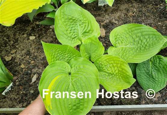 Hosta Streets of Gold