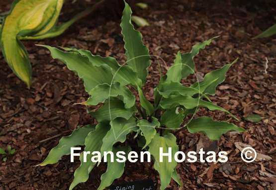 Hosta String Quartet