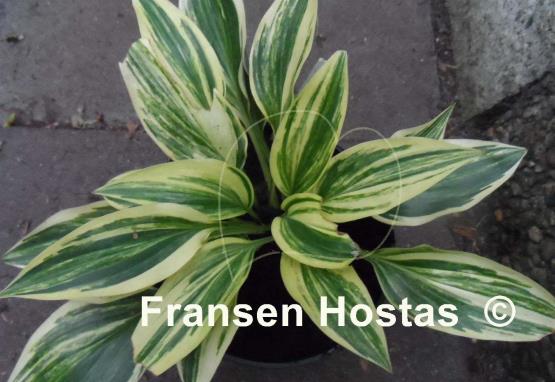 Hosta Striped Weasel