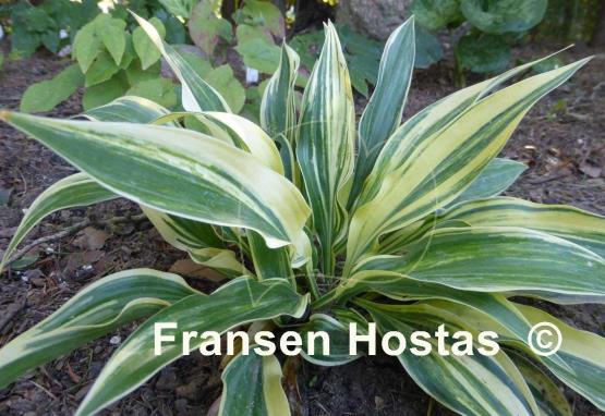 Hosta Striped Weasel