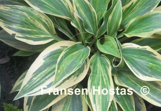 Hosta Striped Weasel