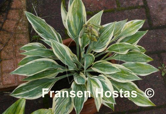 Hosta Striped Weasel