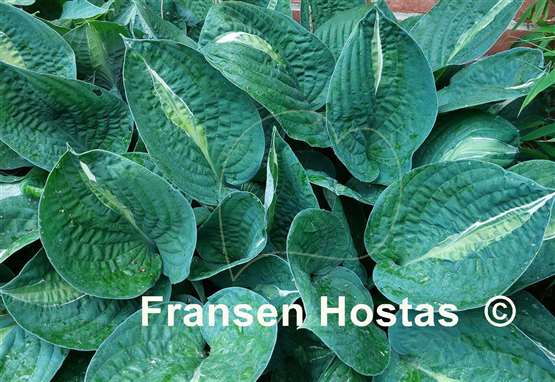 Hosta Striptease