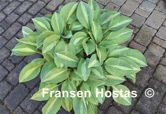 Hosta Striptease