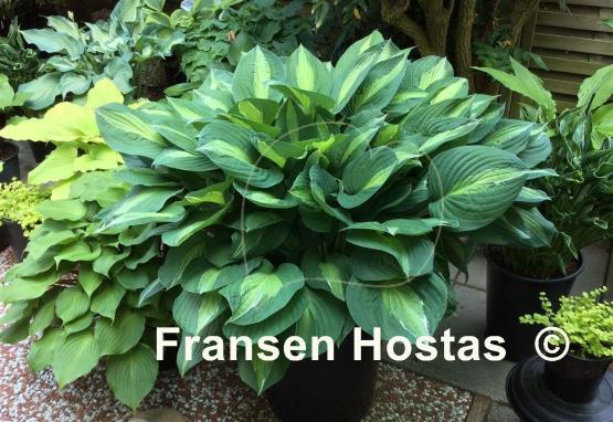 Hosta Striptease