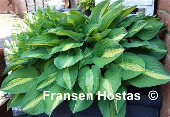 Hosta Striptease