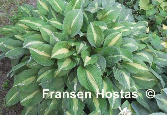 Hosta Striptease