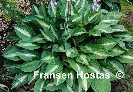 Hosta Striptease