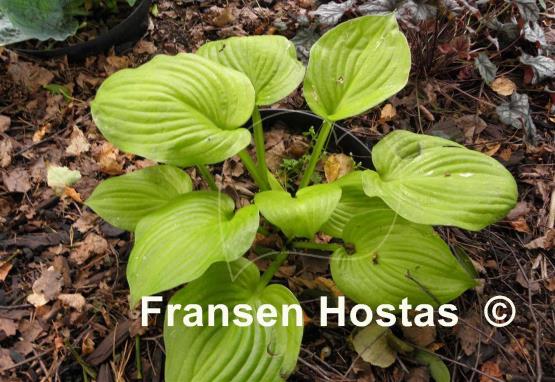 Hosta Stuck in Time