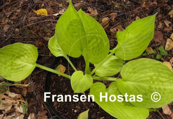 Hosta Stuck in Time